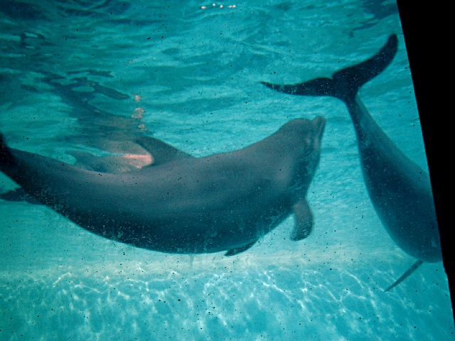 Le zoo aquarium de Madrid dauphin